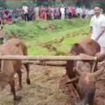 କୃଷକ ଓ ଚାଷୀଙ୍କ ସମସ୍ୟା ନେଇ ଆଲୋଚନା ପରେ ଚାଷୀଙ୍କ ସହ ଲଙ୍ଗଳ ଧରି ଚାଷ କଲେ ପାରଳା ବିଧାୟକ 