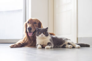 cat-and-dog-happy.jpg