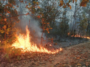 fire-forest.jpg