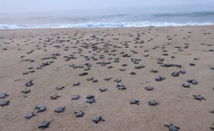 In Gahirmatha, a single baby turtle hatches in two days