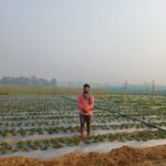 From Engineer to Agri-Innovator: How Tata Steel Foundation Fueled Bhagirathi Swain’s Strawberry Journey in Sukinda