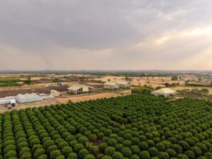 Picture 02 - TAFE JFarm Rajasthan, Bhawani Mandi