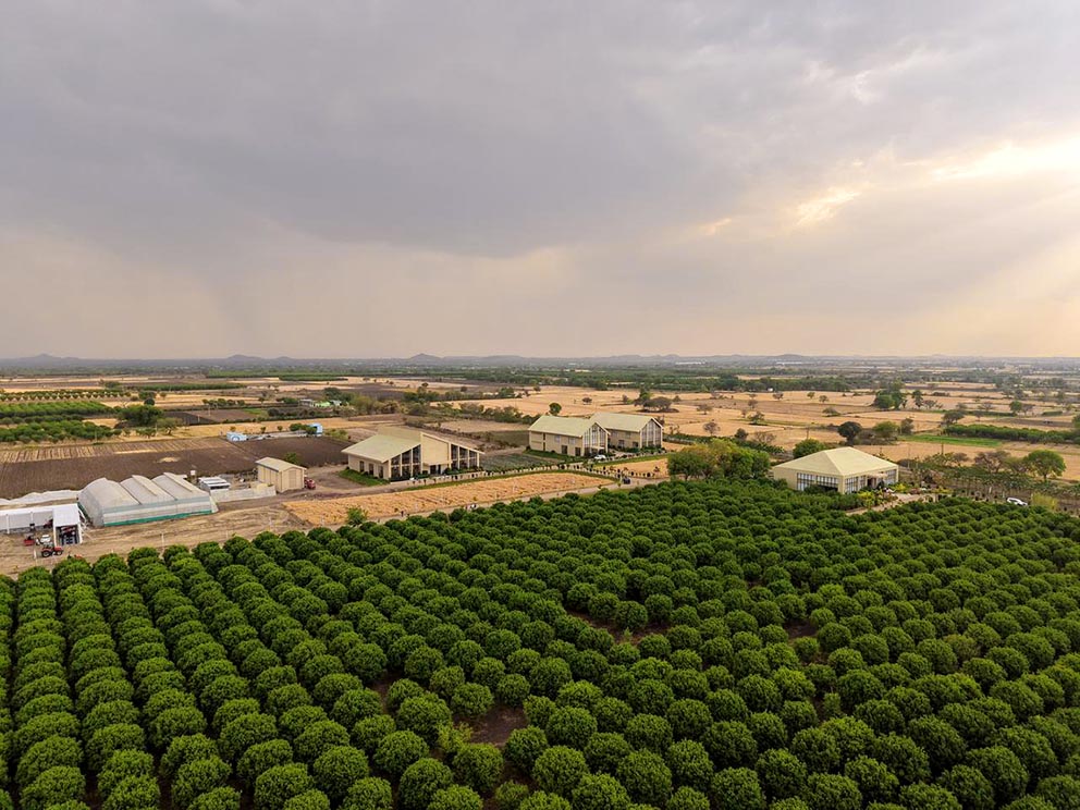 Picture 02 - TAFE JFarm Rajasthan, Bhawani Mandi