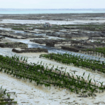 Seaweed Farming catalyses Socio-Economic Empowerment among fisherwomen in Karaikal: Pilot Mariculture venture forges novel revenue streams under the Blue Economy